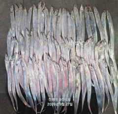 [진해] 27일,입항<내만갈치>오늘 일,월,예약중!힛트힛트 활성도good…
