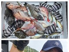 [거제] 어초ㆍ여밭감성돔 46.42.41 터지고 뺀찌 타작~