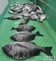 4짜3짜3짜3짜들외 마릿수 조황