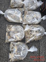 하늘은 높고 쭈꾸미는 살찌는 천고쭈비의 계절!!먼ㅓ 건지면 임자...