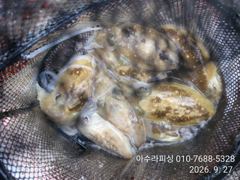 [사천] 삼천포 아수라피싱 갑오징어 조황