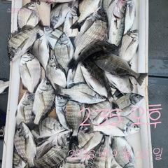 [고성] 27일 감성돔 타작하고 왔습니다.