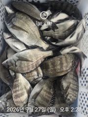 [거제] 라이프레져 감성돔흘림 돌문어 선외기조황