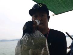 [사천] 왕쭈꾸미 조황입니다