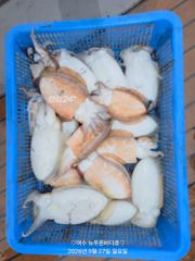 27일 갑오징어 조황입니다(화요일 선비:7만원..15자리 여유 있습니다)