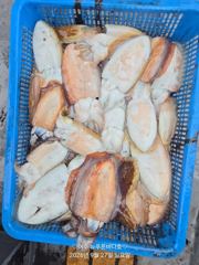 27일 갑오징어 조황입니다(화요일 선비 :7만원..15자리 여유 있습니다)