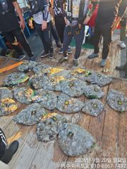 [여수,광양] 여수 퍼펙트호 쭈꾸미 갑오징어 초대박 조황