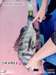 [진해] 올해 감성돔 첯 출조~~