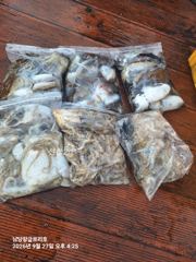 남당항글로리호 9월27일 주꾸미출항