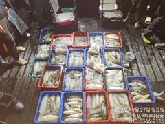 [포항] 26일 토요일 팁런조황