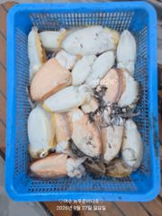 내일 갑오징어 출조합니다(선비:7만원..14자리 여유 있습니다)
