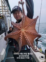 28일, 군산문어 싸이즈 좋은 덩치급 문어들~이어지있어요~실시간~군산낚시프라자 포세이돈호