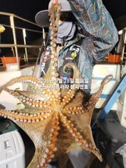 28일, 군산문어 ~"1,5kg까지" 덩치급 왕문어~사이즈 끝내줘요~내일도 갑니다~실시간~군산낚시프라자 챔피언호