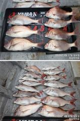 5짜4짜 참돔 마릿수 조황 (흘림낚시)