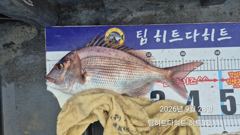 [거제] 선상흘림/ 오짜·사짜 ,중치들 참돔 마릿수, 긴꼬리·슈퍼전갱이 …