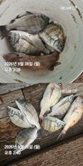[거제] 거제 ( 어구 일성호 ) 감성돔 참돔 ! 전마선 조황