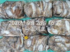 28일, 군산 갑오징어 본격시즌~오늘 나오고 있어요~9명~빵빵한 망탱이 대박조황~군산낚시프라자 나드리호