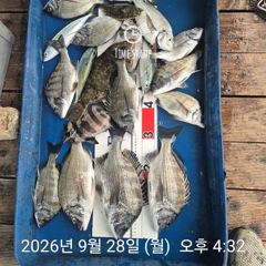 45분전 [격포] 9월 28일 부안 한아름호 갑오징어