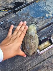 [유로파호] 26년 9월 28일 20명 주꾸미 갑오징어 조황
