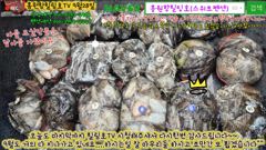 9월28일 홍원항힐링호 쭈반갑반 망테기 조황~!어제하고 비슷하네요^^장원200수~ 2등170수~3등150수 등등..부부조사님들부터 어르신까지~손맛들 보시고 가셨습니다^^