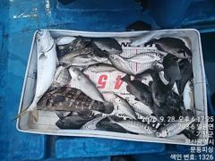 문동 피싱호 두 분 조황