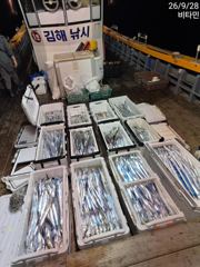 [진해] 씨알 좋아진 먼바다갈치 쿨러조황 오늘 예약가능