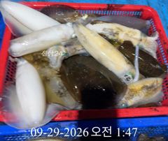 [ 무늬 팁런 ] 등여 K급 조황