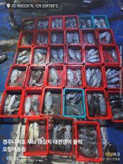 28일 무늬 팁런 29일 라이징하는 대삼치