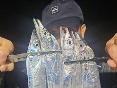 [진해] 내만갈치 씨알 후덜덜! 쓸어담고 오늘도 만쿨~!! (수목예약중)