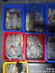 1   [거제] 팁런(무늬오징어) 헤비급들 大풍년 퍽퍽퍽~고잉메리호(30일 야간… 1