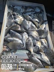 감성돔~ 연일 떼고기 120수찍고 조기철수 ~