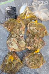 29일 오전10시출조 문어조황입니다