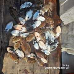 안면도 갑오징어 낚시 시간배 대박 조황