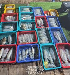 팁런무늬오징어 가까운내만에서 손맛보려오세요 내일예약가능합니다