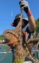 (실시간)가을 王문어 500~600g 마릿수 시작 고고써니호(1…