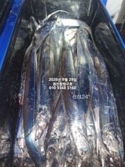 내만갈치)3지짜리가 쏟아집니다~오늘예약가능