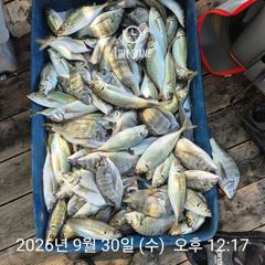[거제] 감성돔흘림 전갱이 라이프레져 선외기조황