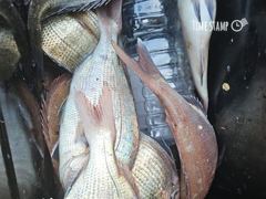 [거제] 거제 ( 어구 일성호 ) 참돔 손맛 ! 전마선 조…