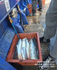 대삼치에 중삼치까지 우당탕! 오늘 씨스타호 삼치 파티