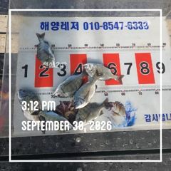 해양레저 흘림 감성돔 마리수 조황
