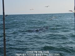 돌고래 찾았는데 대멸치만 가득히...!
