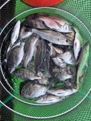 감시선상~ (실시간) 손맛보고 있습니다~