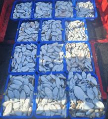 09/30 브라보피싱호 갑오징어낚시 굿 조황
