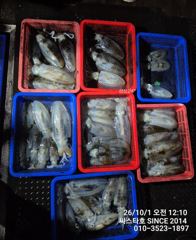 [경주] 씨스타호 오늘은 북쪽이 답이었다! 무급부터 K급까지 무늬 60~…