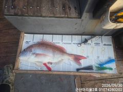 군산에프원호 10월1일 갑오징어 실시간조황입니다.