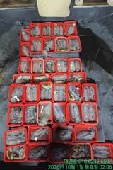 (무늬오징어)대~박 K K급 무시 고구마 사이즈 1등 대양호(오늘예약)