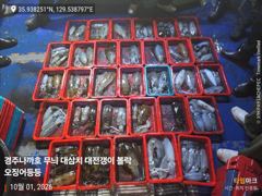 무늬 무 밭 그리고 왕고구마 밭에서 뽑고 왔어요