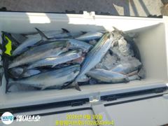 웨이브호중방어삼치우당탕