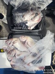 [여수,광양] 돌돔