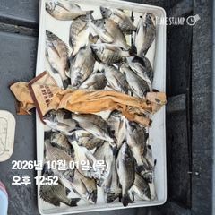 [마산] 돔앤돔호 오늘조황 입니다.마릿수